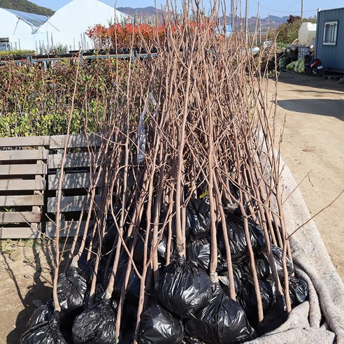 감나무 묘목으로 정원에 풍요로운 가을을 심다