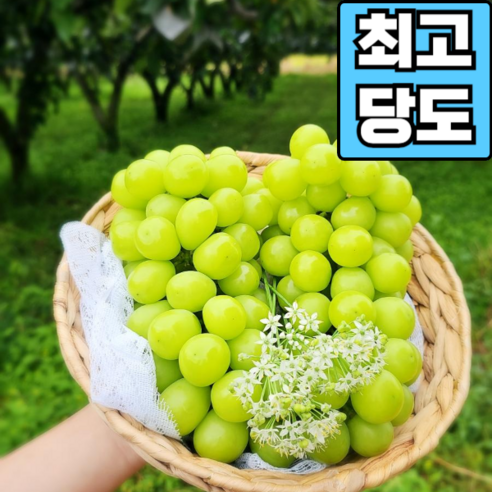 아이들도 잘 먹는 최고당도 샤인머스켓, 4kg 내외 (4-5송이)