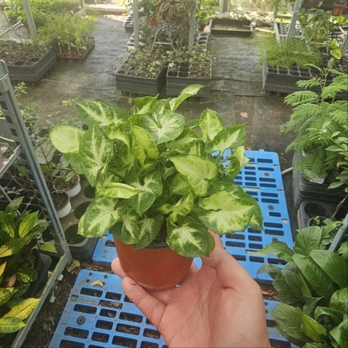 싱고니움 하나로, 방 안 가득 싱그러움을!