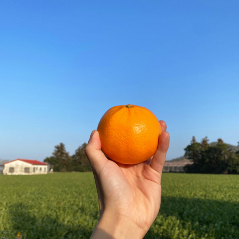 제주 자연의 맛을 담은 프리미엄 천혜향 선물세트