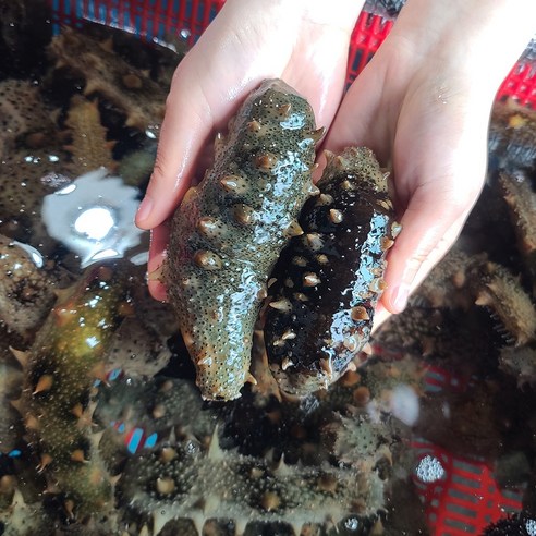 거제도 해녀가 채취한 자연산 해삼 500g, 1개