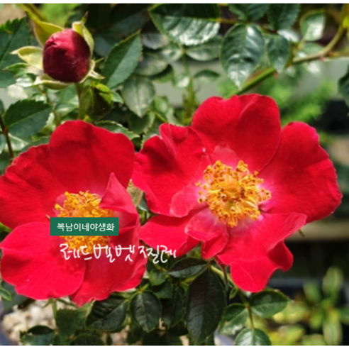 레드벨벳찔레 소품 [3포트 복남이네야생화 모종 붉은 찔레 장미 rose], 1개
