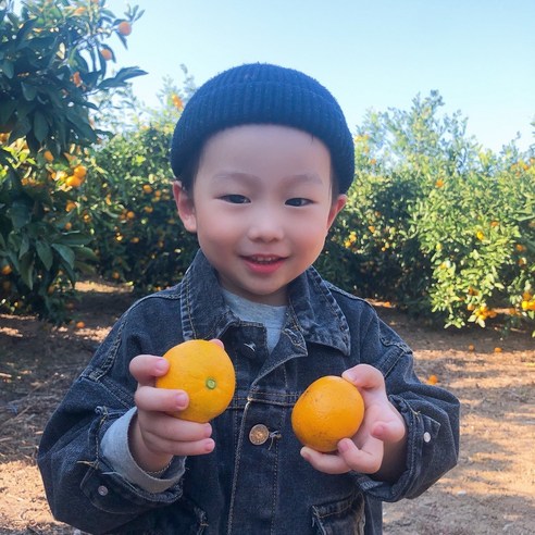 햇살담아팜 무농약 제주 노지감귤은 고당도와 신선한 맛으로 소비자에게 극대화된 만족을 제공합니다.
