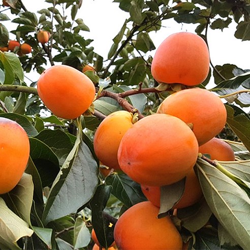 가을의 풍요를 담은 선물, 다채로운 감의 향연이 시작됩니다. 대봉감묘목