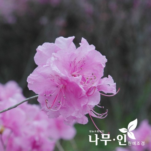 진달래 5송이가 든 나무 화분 홍화산사나무 진달래 5송이가 든 나무 화분 홍화산사나무
