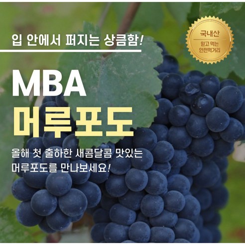 오브 고당도 프리미엄 MBA 머루 포도 3~5수 1kg 6~8수 2kg, 1개, 1kg(3~4수 내외)