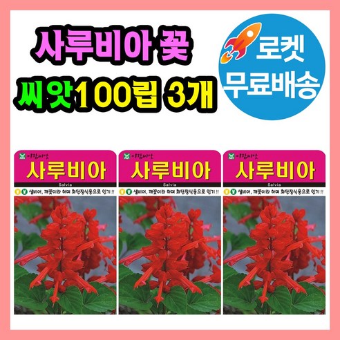 사루비아 꽃 씨앗 (합 300립) 꽃씨 종자