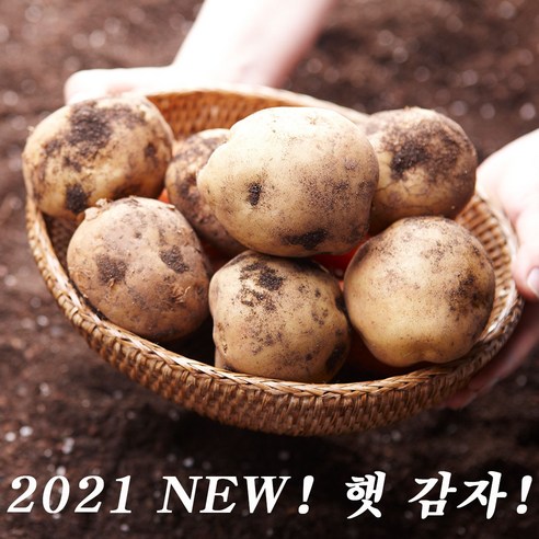 2021년 햇 감자 맛있고 가격 착한 집, 1박스, ■감자 20kg 특(찜용/요리용)
