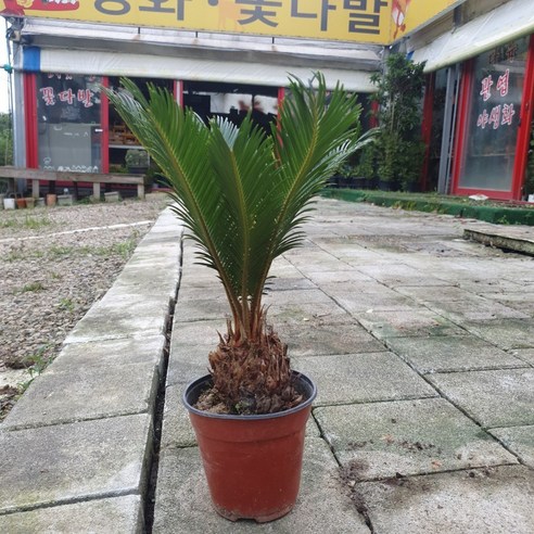 중품 소철 화분 - 식물의 매력을 가장 잘 살리는 화분