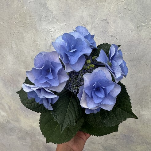 장미수국 35cm, 1개