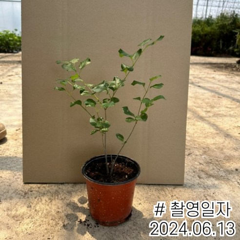 정원에 생명력을 더하는 미스김라일락