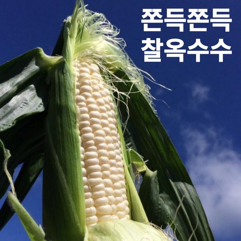햇 미백 찰옥수수 국산 15cm이상, 1개, 10개