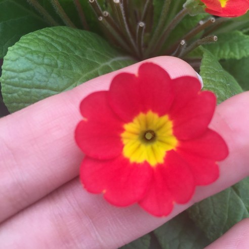 식용꽃: 시각적 아름다움과 건강상의 이점