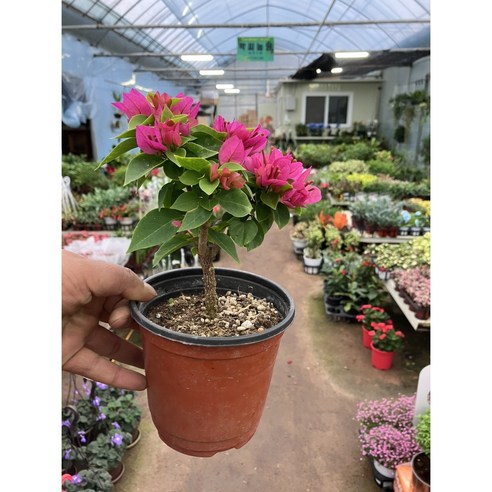 작지만 강렬한 아름다움, [근이네식물원] 부겐베리아 외목대 소품으로 삶에 활력을 더하세요 부겐베리아