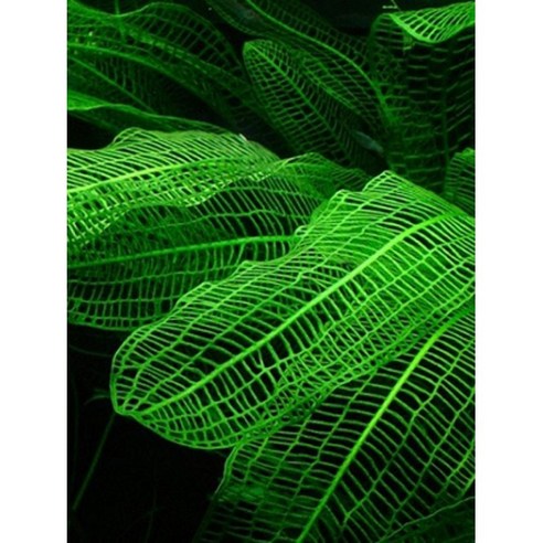 텅 빈 어항에 생기를 불어넣다! 신비로운 레이스 플랜츠 키우기 도전 레이스플랜츠