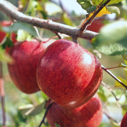꿀당도 햇 홍로 사과 부사사과 가정용, 1박스, 10kg 쥬스용