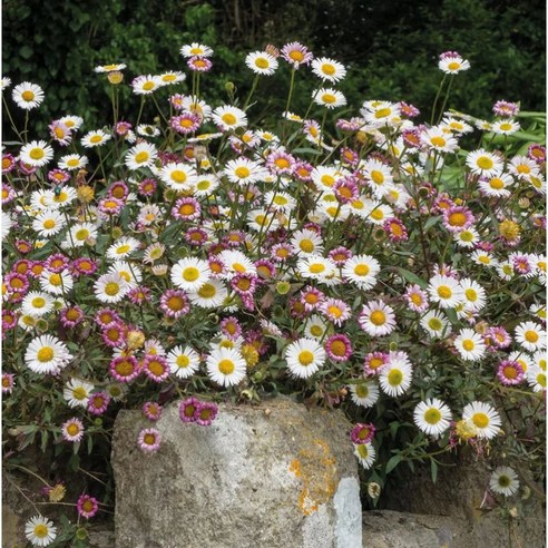 원평소국 2개세트 모종 남부노지월동 다년생 야생화, 원평소국-2개세트