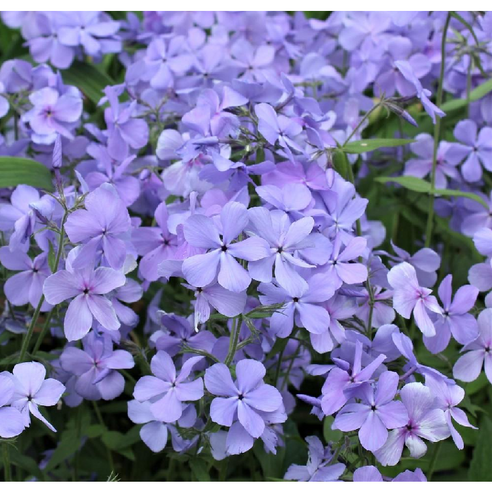 향기로운 봄을 부르는 차가플록스 - 향기플록스 퍼플의 매력