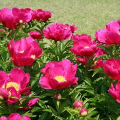 가을에 심는 작약 뿌리묘로 향기로운 봄 정원을 만드세요