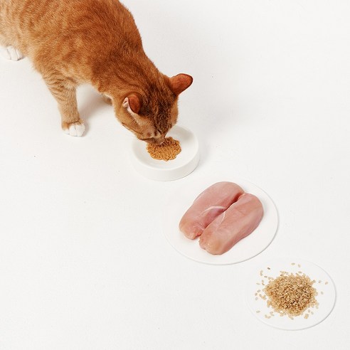 고양이의 건강과 아름다운 피모를 위한 필수품