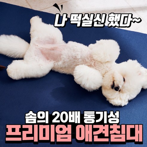 반려견에게 최고의 잠자리를 선물하세요.