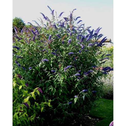 붓들레아 퍼플, 여름 정원을 물들이는 마법같은 다년초