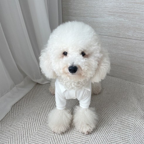 伴侶  寵物產品  小狗  貓  組合使用  服裝  T卹  狗  狗  狗