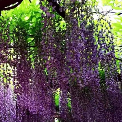 덩굴 식물, 이제 실패는 그만! 풍성한 꽃을 피우는 특별한 등나무 선택법 등나무묘목