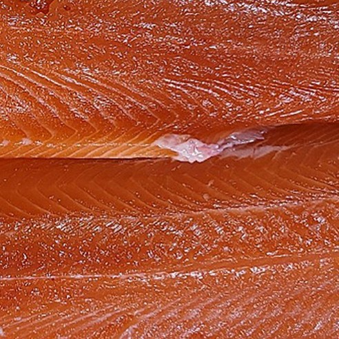 신선한 송어회의 진정한 맛을 경험하다