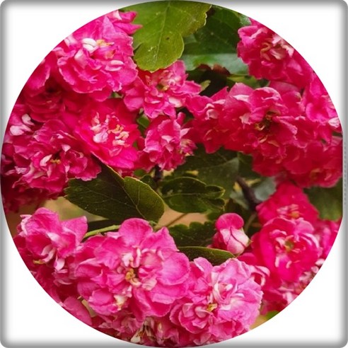 삭막한 정원에 생기를 불어넣다! 홍화산사나무 묘목으로 완성하는 꿈결 같은 정원 홍화산사나무