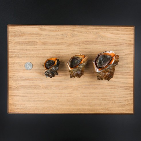 [산지직송] 국내산 자연산 생물 참소라 1kg, 1개, 소 (13미 내외)