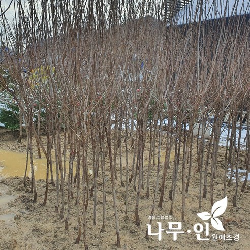 겨울 정원의 낭만, 붉은 매혹을 품은 홍매화 설중매