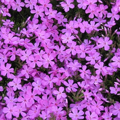 [OKㅣ강추] 분홍빛 꽃잔디의 매력: 연세원예 꽃잔디(분홍) 포트 [OKNOWㅣ추천상품]