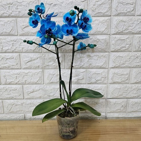 특별한 날, 특별함을 더하는 아바타 염색 호접란 블루40