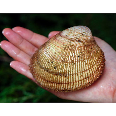 신선도와 품질이 보장된 여수 새조개