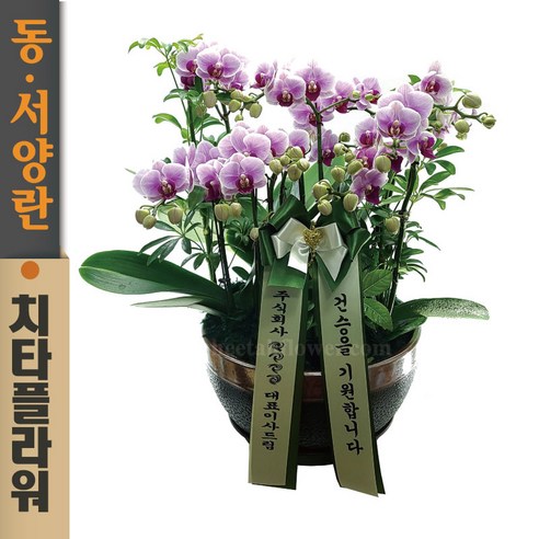 치타플라워 서양란 핑크미니 호접 [sn09-A01] 승진 축하 개업 화분 서양난 동양난 동양란 전국 배송, 1개 미니난