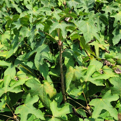 가시 없는 엄나무 묘목으로 집에서 즐기는 건강한 텃밭 생활