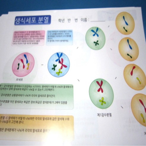 (사이언스마켓)생식세포 분열 스티커 10인용 - 체세포분열과 생식세포분열 양면인쇄, 1개