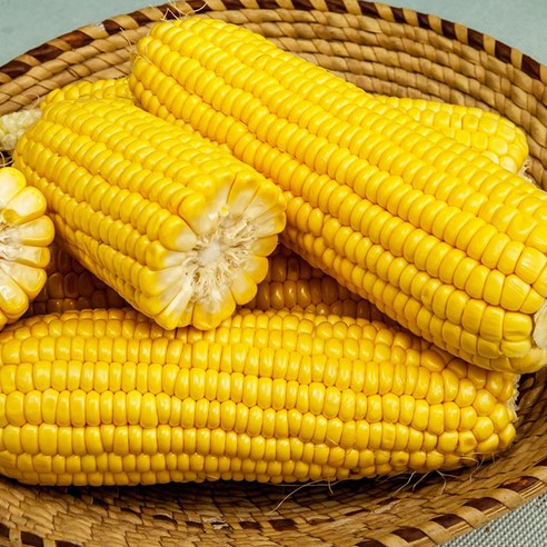 산지직송 달콤한 햇 초당옥수수 1박스 (14cm 이상) – 특품 5개 포함 작은옥수수