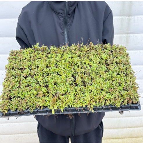 3년의 기다림 끝에 맛보는 특별한 풍미, 눈개승마!