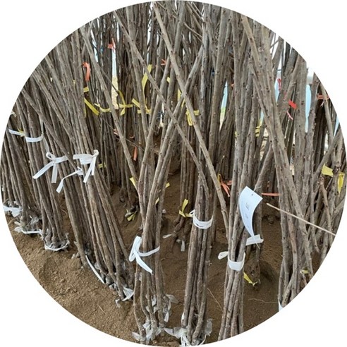 자가수정 라핀 체리나무 묘목으로 베란다에서 달콤한 수확을!