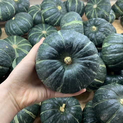 포근포근 달달한 제주 미니 밤호박(6월초 출하시작), 1박스, 중상혼합 5kg