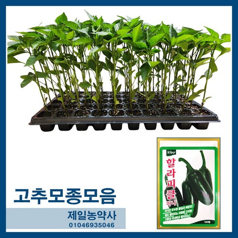 할라피클미니 할라피뇨고추모종 1판(50구) - 남은수량 2판(50%할인)