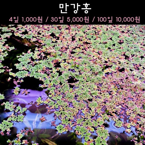 [수초아쿠아] 만강홍 초보수초 인기수초 구피 새우 은신처 어항수초 수초맛집 부상수초, 4개 - 자연 수초 | 쿠팡