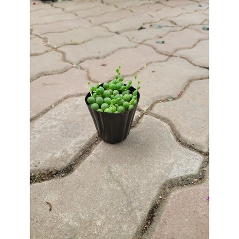 작은 변화로 삶의 활력을 되찾다, 콩난녹영 미니소품