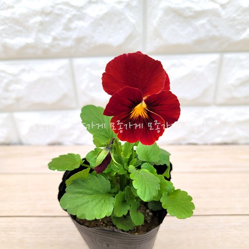 봄을 수놓는 작은 기쁨, 팬지꽃의 매력