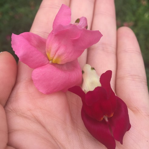 식용꽃: 시각적 아름다움과 건강상의 이점