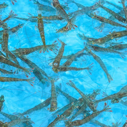 오늘 저녁, 신안 앞바다 싱싱한 흰다리새우로 잊지 못할 만찬을 즐기세요!