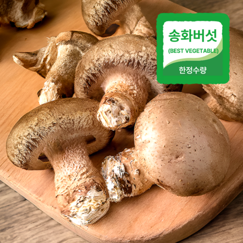 [상위 1% 명인] 신품종 송화버섯 실속형 솔송화버섯 송화고, 500g 내외, 1박스 - 송화버섯 | 쿠팡