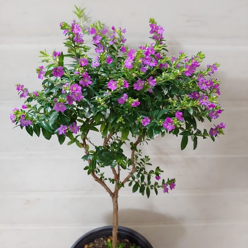 시들해진 내 방에 생기를 불어넣는 마법, 구피아 쿠페아와 함께! 꽃나무